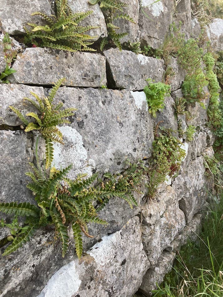 Restored dry stone boundary wall