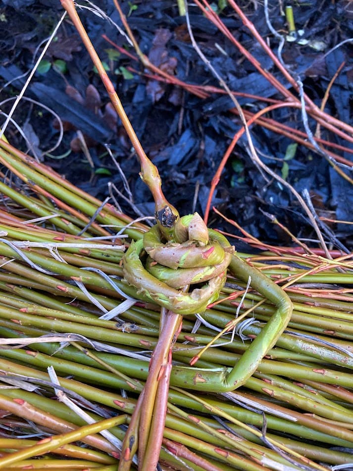Willow craft detail