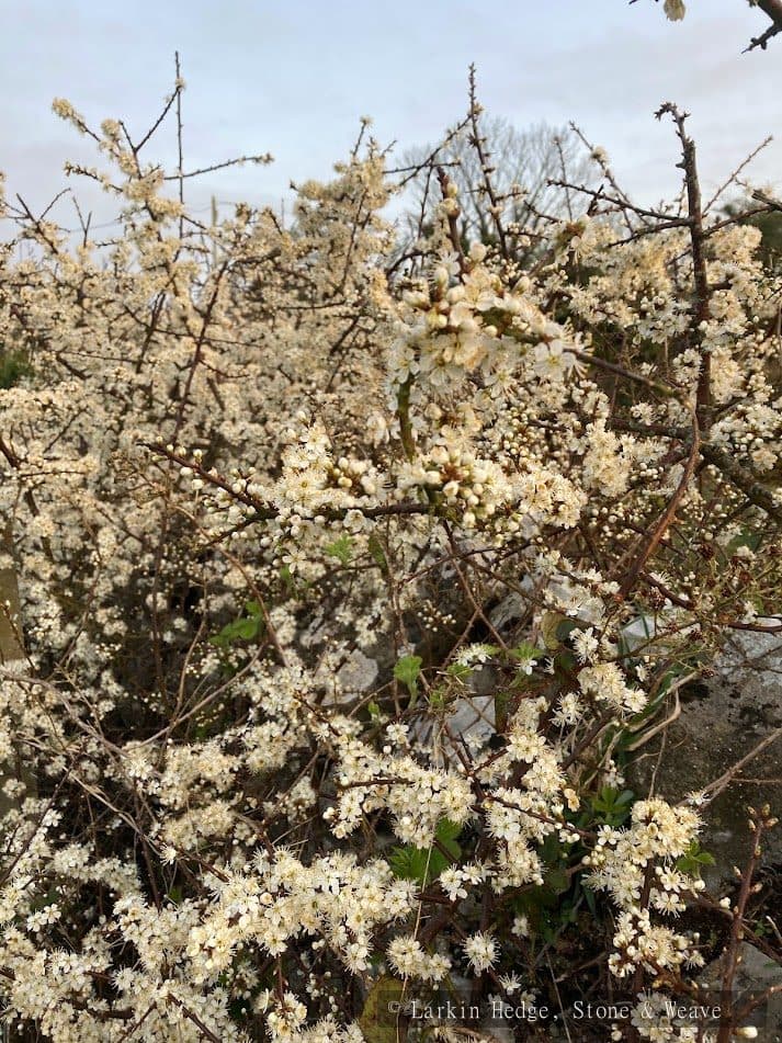 Blackthorn bloom on hedge