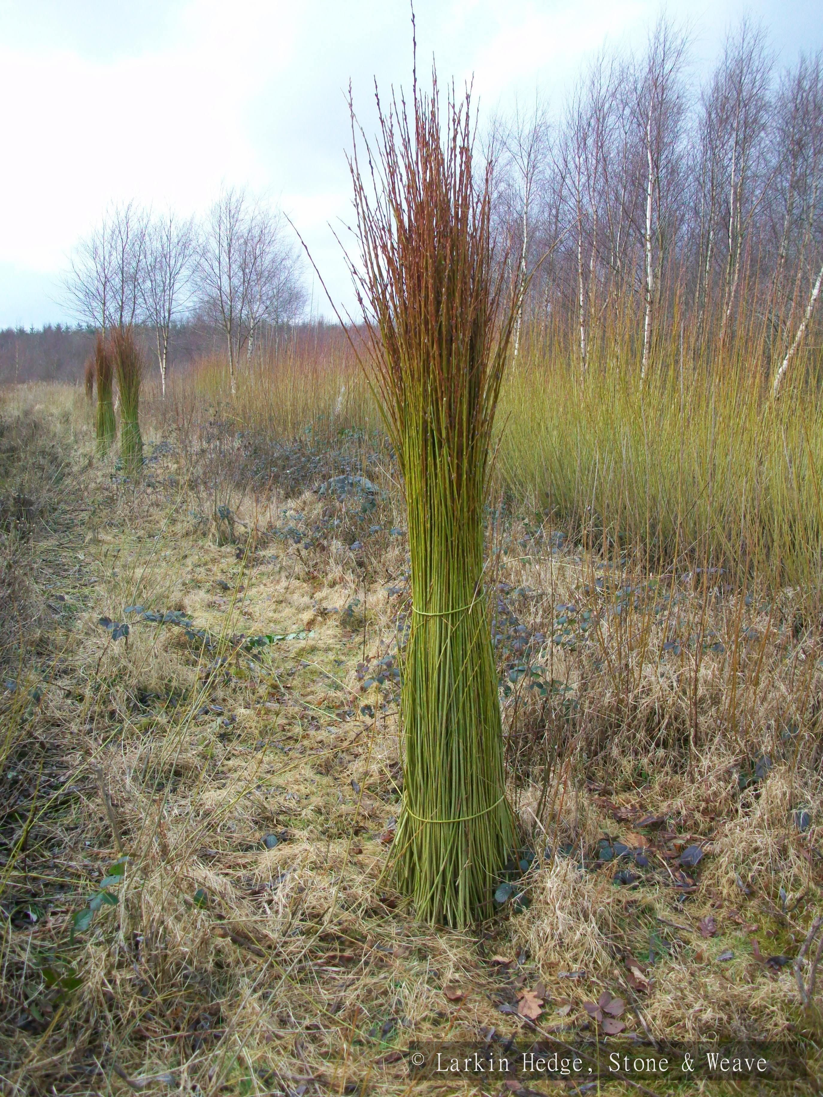 Bound willow structures at Lough Boora