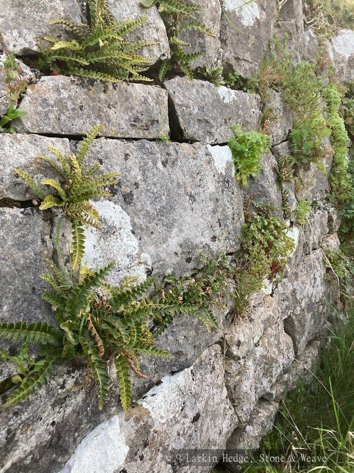 Restored boundary wall