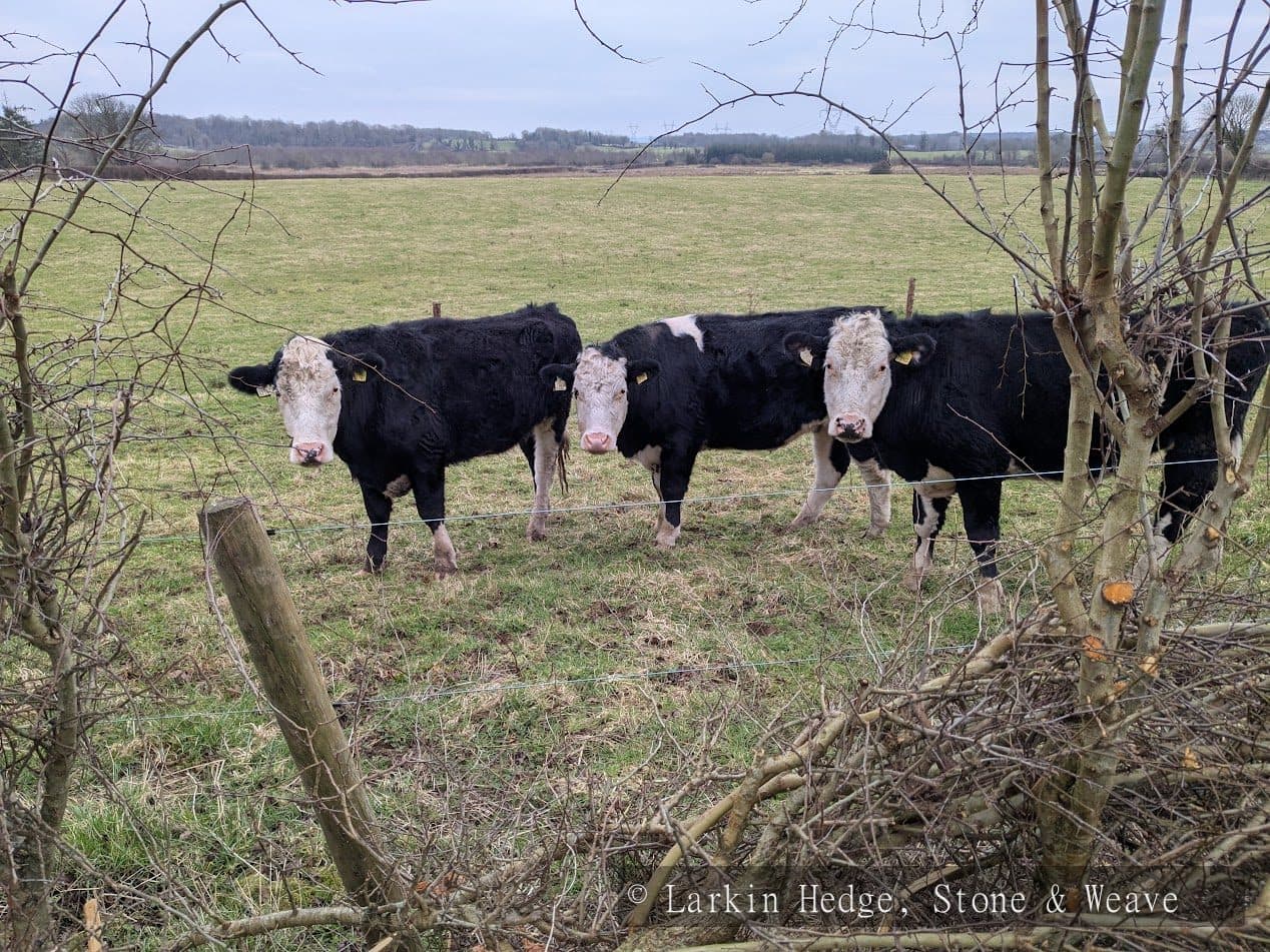 Cattle at the hedgerow