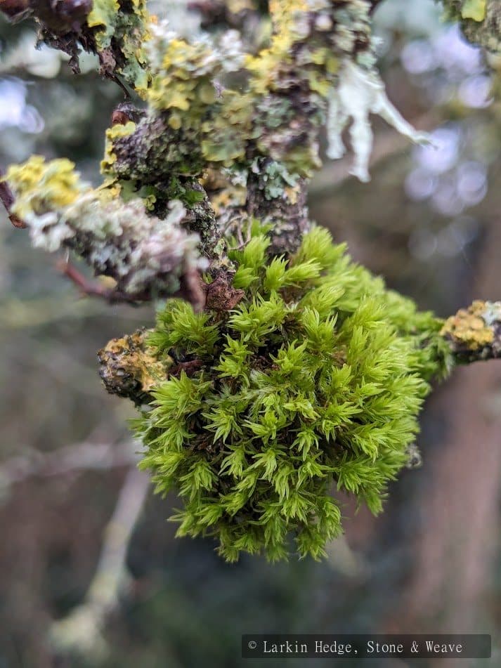 Mature whitehorn lichen