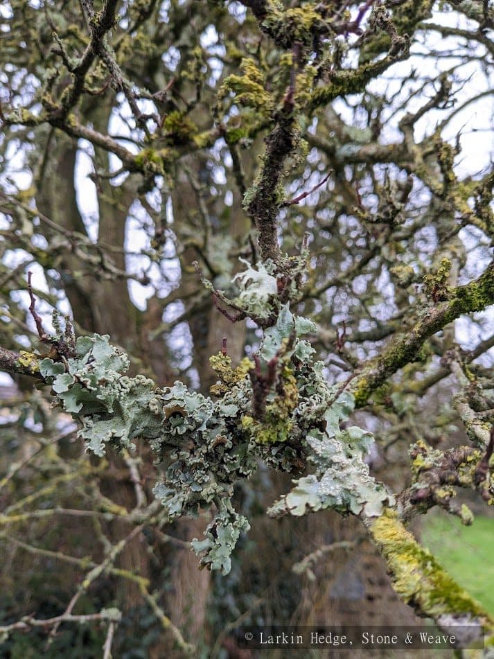 Mature whitehorn with lichen detail