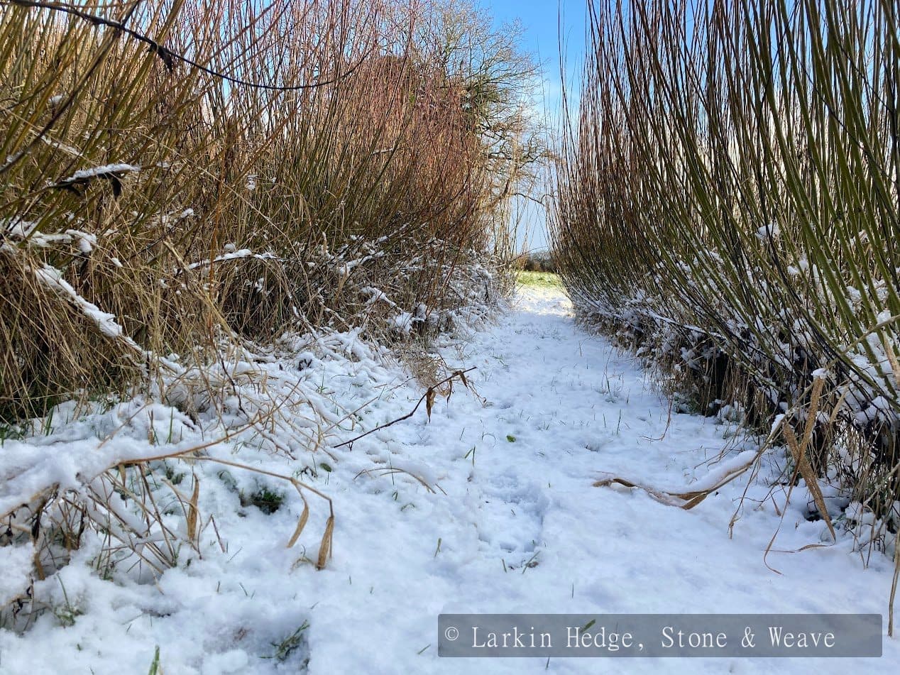 Willow beds in winter snow