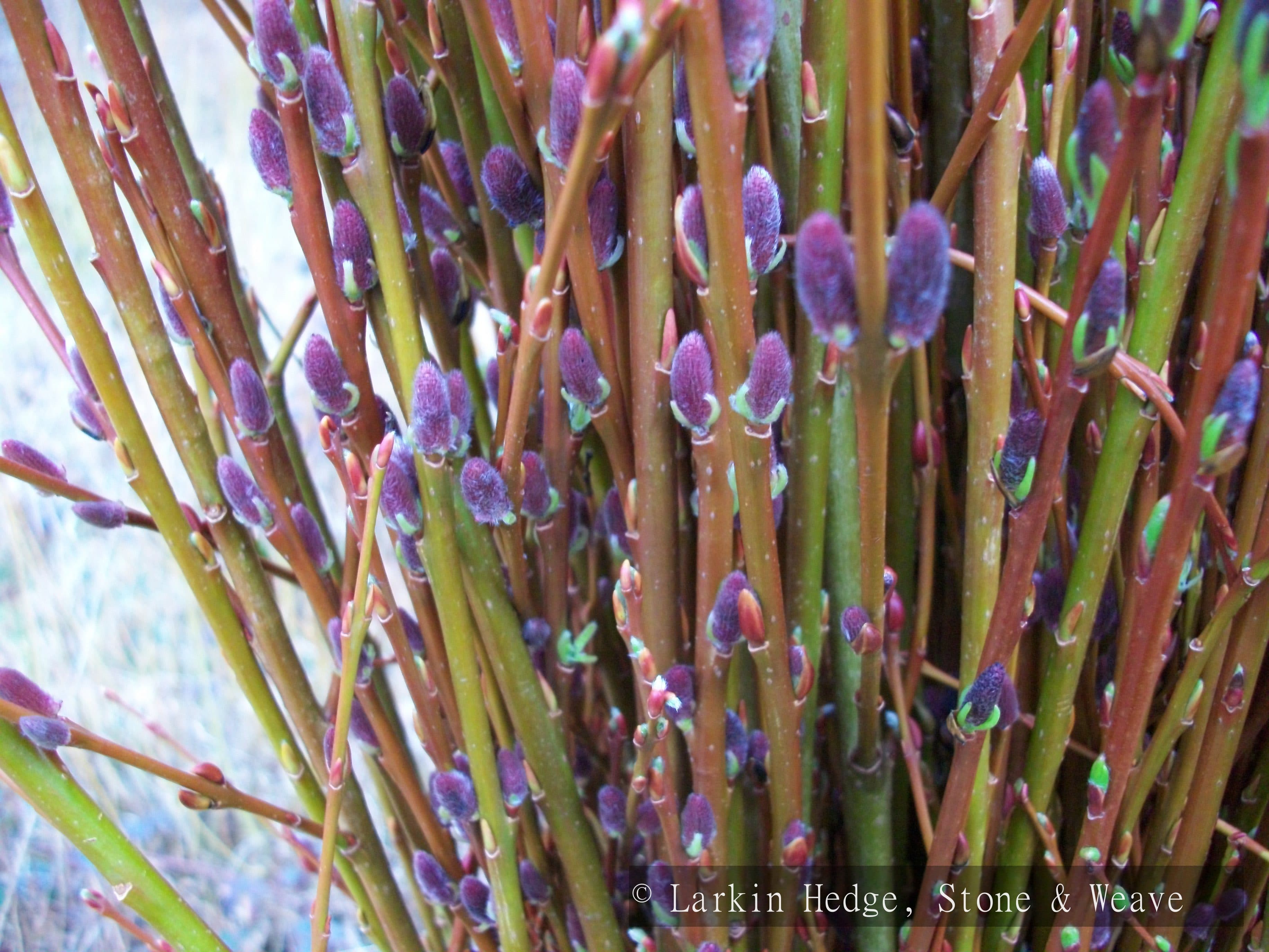 Willow catkins in spring