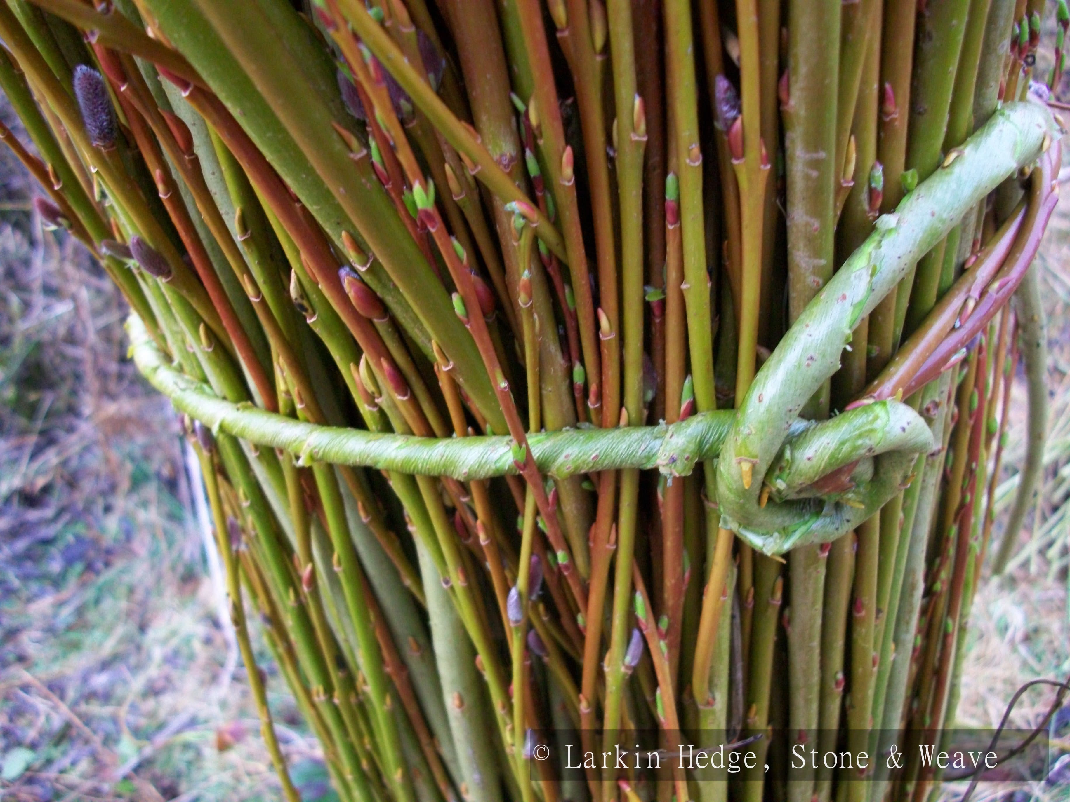 Bound willow snarl artwork