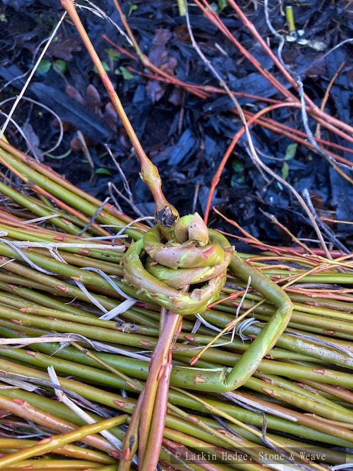 Willow snarl weaving detail